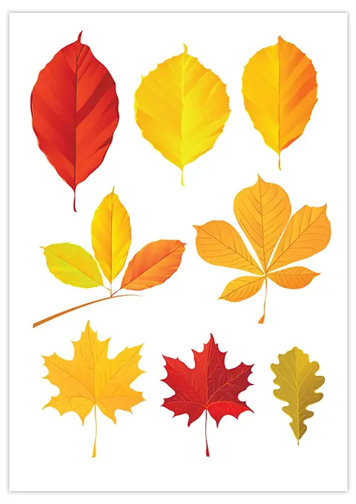 feuille-automne-couper-1